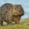 Vombat obecny - Vombatus ursinus - Common Wombat 5154